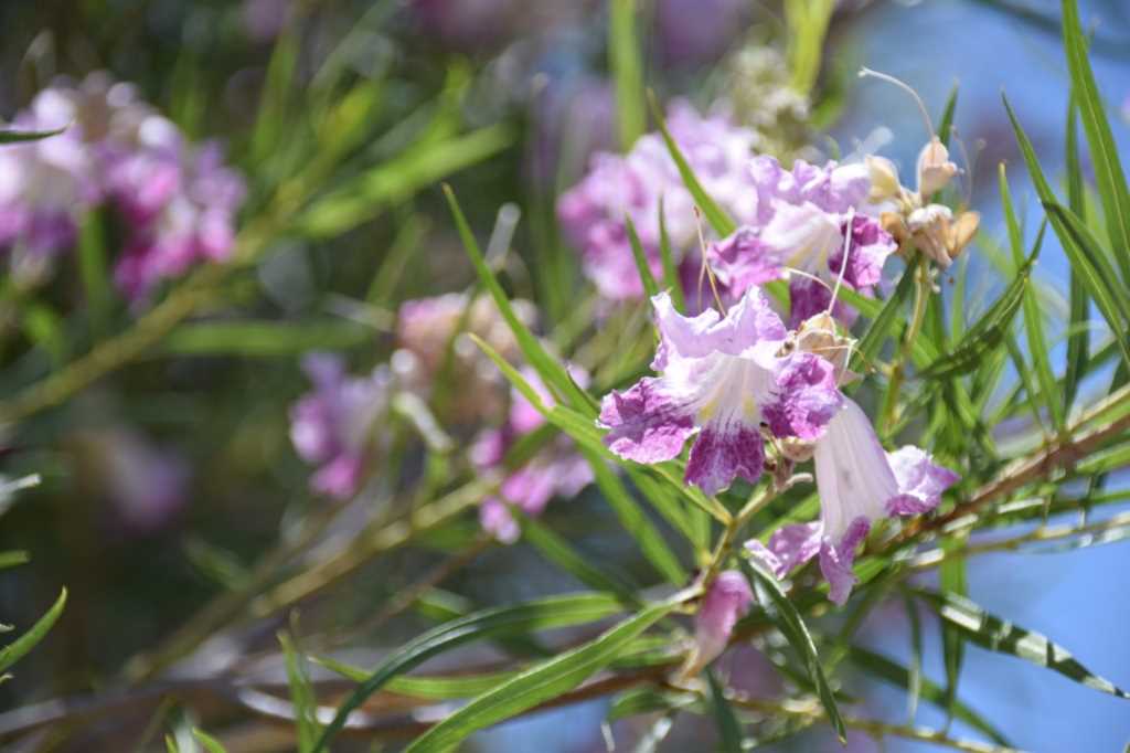 DSC_0304Mittel_.JPG